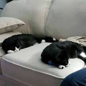 Meet your Posher, Josie